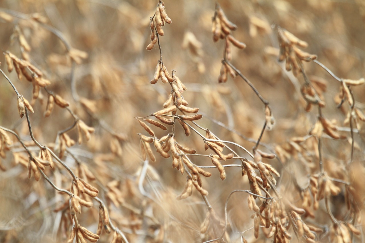 SOJA - Levantamento indica que o atraso nas chuvas e as condições climáticas para o cultivo do grão foram favoráveis