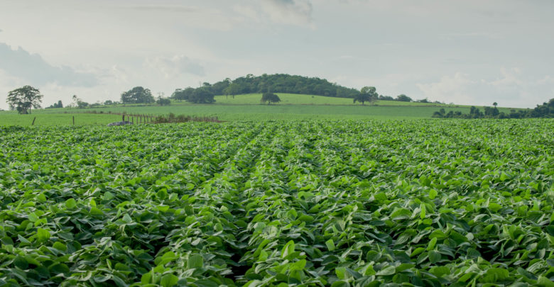 AGRONEGÓCIO - Um dos destaques esperados na safra 2019/2020, a soja tem aumento estimado em 5,4% em relação à safra 2018/2019